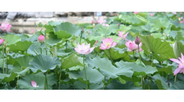 赏“荷”绽放 共护清“莲” | 888电子游戏协办广西大学第十六届荷花节开幕
